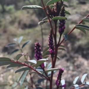 Indigofera australis subsp. australis at Hackett, ACT - 12 Sep 2015 11:57 AM