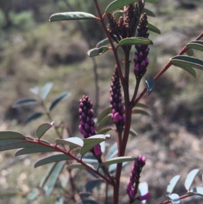 Indigofera australis subsp. australis (Australian Indigo) at Mount Majura - 12 Sep 2015 by AaronClausen