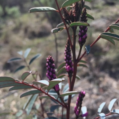 Indigofera australis subsp. australis (Australian Indigo) at Hackett, ACT - 12 Sep 2015 by AaronClausen