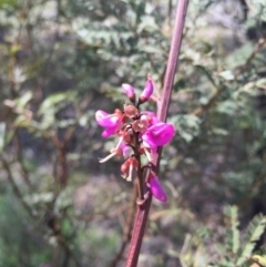 Indigofera australis subsp. australis at Hackett, ACT - 12 Sep 2015
