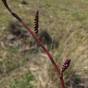 Indigofera australis subsp. australis at Hackett, ACT - 12 Sep 2015