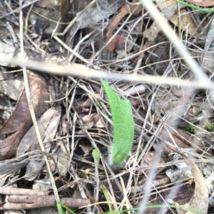 Caladenia sp. at Canberra Central, ACT - suppressed