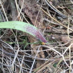 Caladenia sp. at Canberra Central, ACT - suppressed