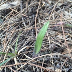 Caladenia actensis (Canberra Spider Orchid) at Mount Majura - 12 Sep 2015 by AaronClausen