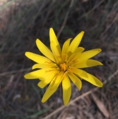 Microseris walteri (Yam Daisy, Murnong) at Majura, ACT - 12 Sep 2015 by AaronClausen