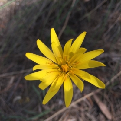 Microseris walteri (Yam Daisy, Murnong) at Majura, ACT - 12 Sep 2015 by AaronClausen