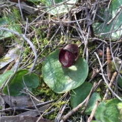 Corysanthes incurva (Slaty Helmet Orchid) at Mount Majura - 12 Sep 2015 by AaronClausen