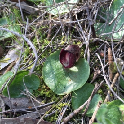 Corysanthes incurva (Slaty Helmet Orchid) at Canberra Central, ACT - 12 Sep 2015 by AaronClausen