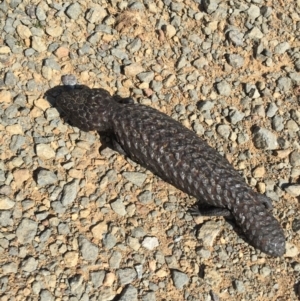 Tiliqua rugosa at Hackett, ACT - 12 Sep 2015