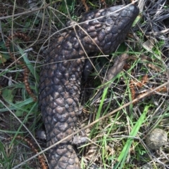 Tiliqua rugosa (Shingleback Lizard) at Mount Majura - 12 Sep 2015 by AaronClausen