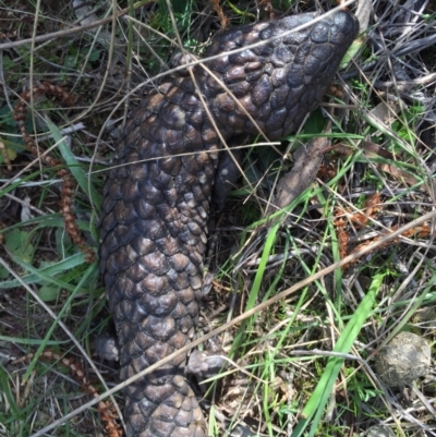 Tiliqua rugosa (Shingleback Lizard) at Canberra Central, ACT - 12 Sep 2015 by AaronClausen