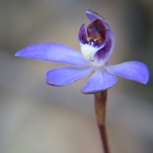 Cyanicula caerulea at Nicholls, ACT - suppressed