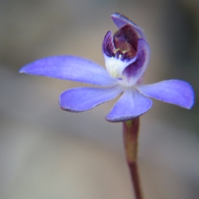 Cyanicula caerulea (Blue Fingers, Blue Fairies) at Nicholls, ACT - 12 Sep 2015 by gavinlongmuir