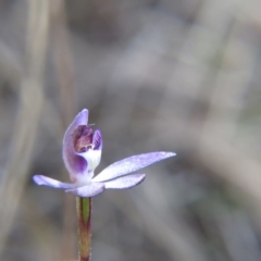 Cyanicula caerulea at Nicholls, ACT - suppressed