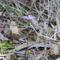 Cyanicula caerulea at Nicholls, ACT - 12 Sep 2015