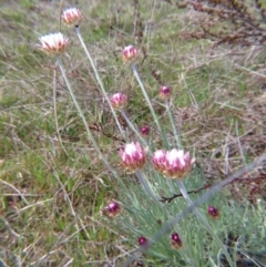 Leucochrysum albicans subsp. tricolor (Hoary Sunray) at Crace, ACT - 12 Sep 2015 by gavinlongmuir