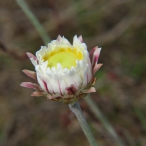 Leucochrysum albicans subsp. tricolor at Crace, ACT - 12 Sep 2015