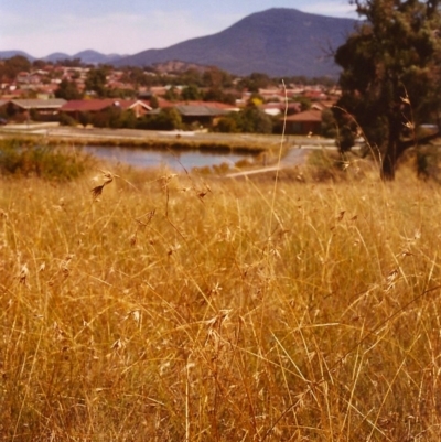Themeda triandra (Kangaroo Grass) at Tuggeranong Hill - 14 Feb 1999 by michaelb