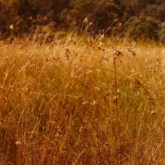 Themeda triandra at Conder, ACT - 15 Feb 1999