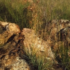 Themeda triandra (Kangaroo Grass) at Bonython, ACT - 25 Feb 2007 by MichaelBedingfield