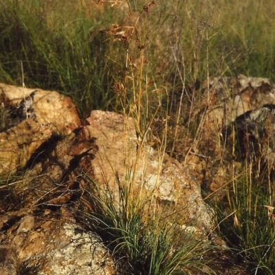 Themeda triandra (Kangaroo Grass) at Bonython, ACT - 24 Feb 2007 by michaelb