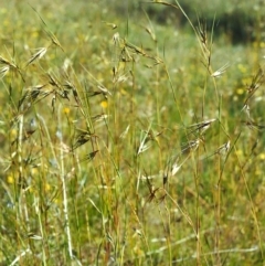 Themeda triandra (Kangaroo Grass) at Tuggeranong Hill - 6 Dec 2000 by michaelb