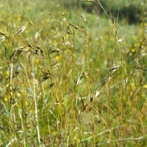 Themeda triandra at Conder, ACT - 7 Dec 2000