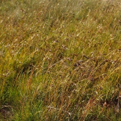 Themeda triandra (Kangaroo Grass) at Conder, ACT - 16 Dec 1999 by michaelb