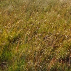 Themeda triandra (Kangaroo Grass) at Conder, ACT - 16 Dec 1999 by michaelb