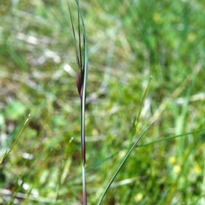 Themeda triandra (Kangaroo Grass) at Tuggeranong Hill - 27 Oct 2000 by michaelb