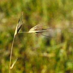 Themeda triandra (Kangaroo Grass) at Banks, ACT - 1 Nov 2000 by MichaelBedingfield
