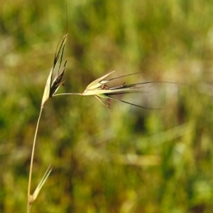 Themeda triandra at Banks, ACT - 1 Nov 2000 12:00 AM