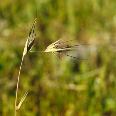 Themeda triandra (Kangaroo Grass) at Banks, ACT - 1 Nov 2000 by MichaelBedingfield