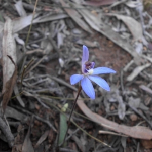 Cyanicula caerulea at Majura, ACT - 13 Sep 2015