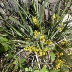 Lomandra bracteata (Small Matrush) at Mount Ainslie - 13 Sep 2015 by SilkeSma