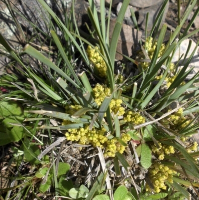 Lomandra bracteata (Small Matrush) at Majura, ACT - 13 Sep 2015 by SilkeSma