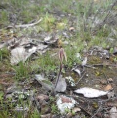 Caladenia actensis (Canberra Spider Orchid) at Mount Ainslie - 13 Sep 2015 by SilkeSma