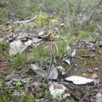 Caladenia actensis (Canberra Spider Orchid) at Mount Ainslie - 13 Sep 2015 by SilkeSma