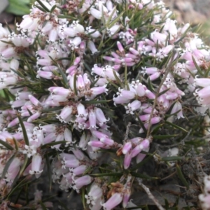 Lissanthe strigosa subsp. subulata at Majura, ACT - 13 Sep 2015