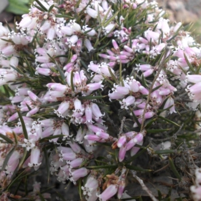 Lissanthe strigosa subsp. subulata (Peach Heath) at Mount Ainslie - 12 Sep 2015 by SilkeSma