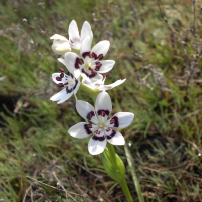 Wurmbea dioica subsp. dioica (Early Nancy) at Majura, ACT - 12 Sep 2015 by SilkeSma