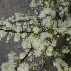 Acacia genistifolia (Early Wattle) at Mount Ainslie - 12 Sep 2015 by SilkeSma