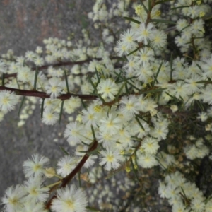 Acacia genistifolia at Majura, ACT - 13 Sep 2015