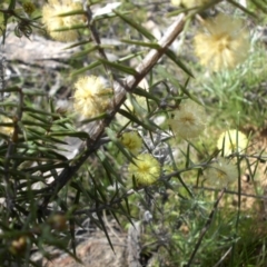 Acacia ulicifolia (Prickly Moses) at Mount Ainslie - 13 Sep 2015 by SilkeSma