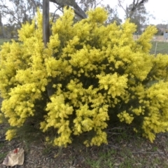 Acacia boormanii (Snowy River Wattle) at Majura, ACT - 13 Sep 2015 by SilkeSma