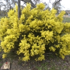 Acacia boormanii (Snowy River Wattle) at Majura, ACT - 12 Sep 2015 by SilkeSma