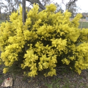 Acacia boormanii at Majura, ACT - 13 Sep 2015