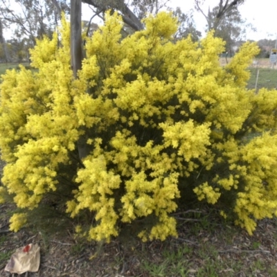 Acacia boormanii (Snowy River Wattle) at Majura, ACT - 13 Sep 2015 by SilkeSma