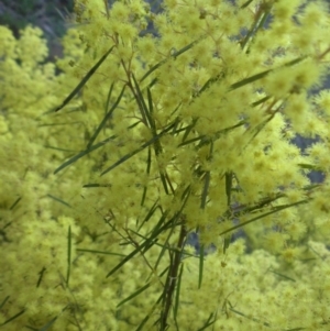 Acacia boormanii at Majura, ACT - 13 Sep 2015