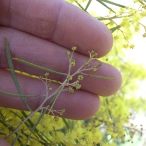 Acacia boormanii at Majura, ACT - 13 Sep 2015